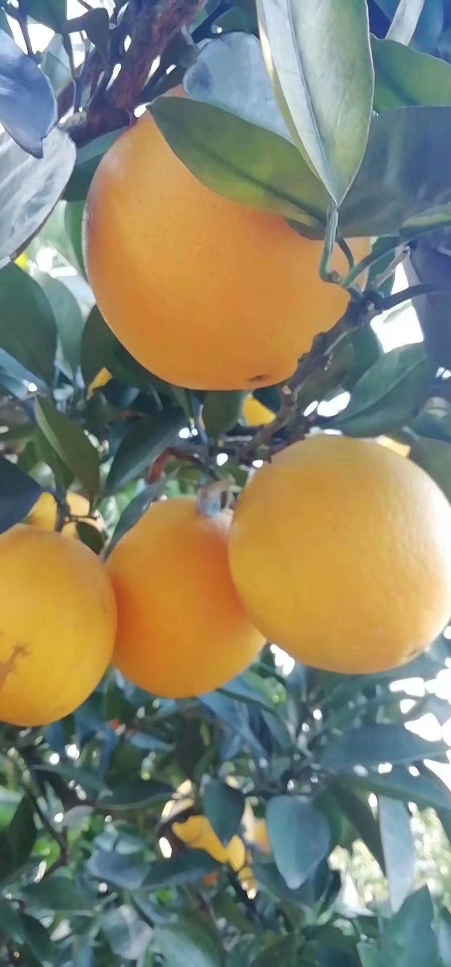 江西特产 55 - 60mm 4-8两 