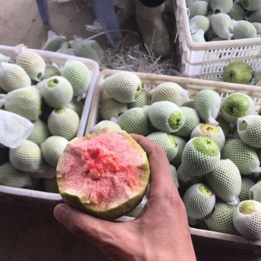 云霄县红心芭乐 250-300克