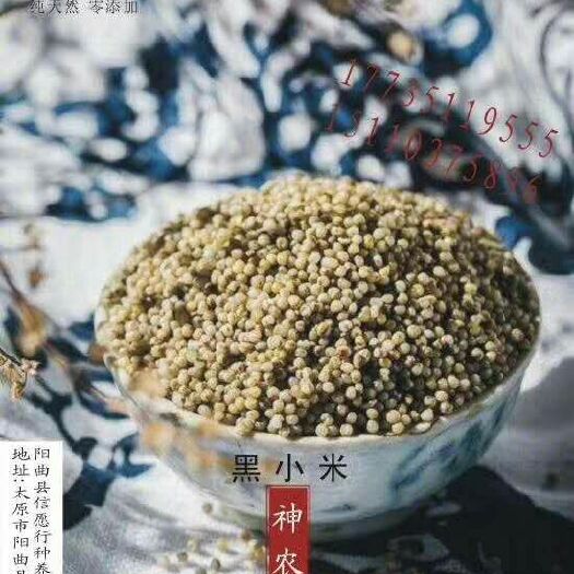太原黑小米 