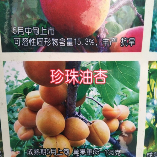 泰安珍珠油杏苗 