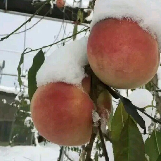 灌云县冬桃苗 糖度十八到二十