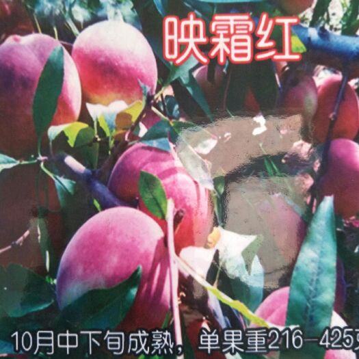 泰安映霜红桃苗  1~1.5米 桃树苗