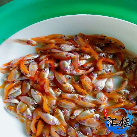 广州红罗非鱼苗 