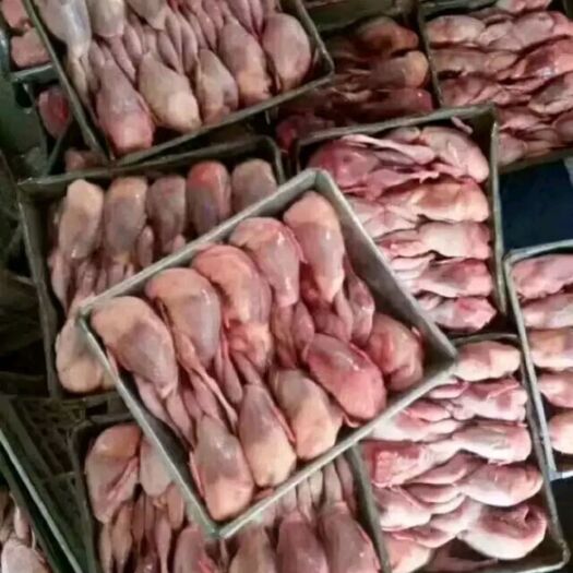寿光市去毛淘汰母鹌鹑现杀现发