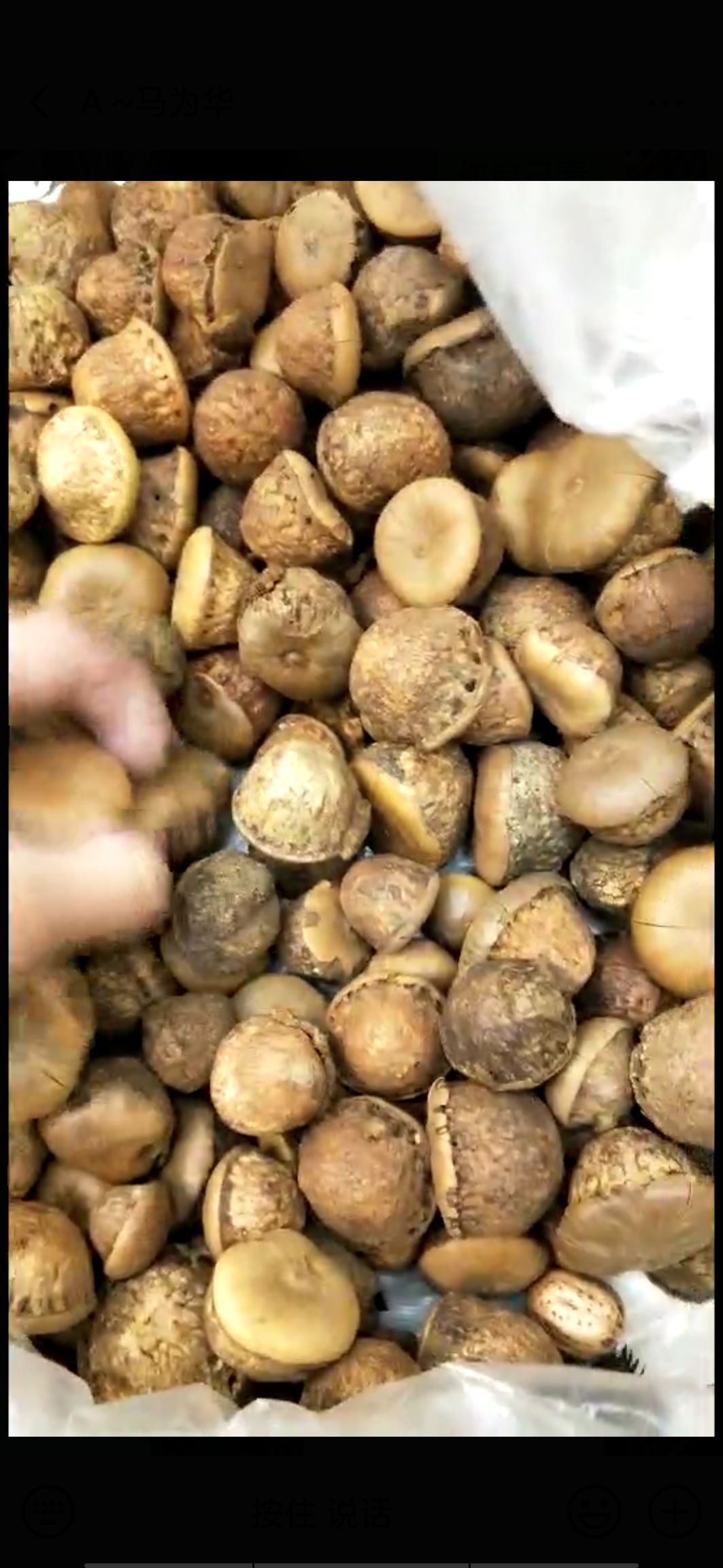 风流果 18-24个月