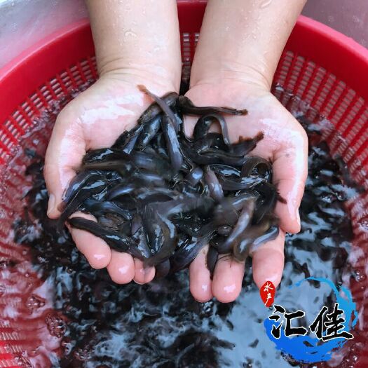 广州胡子鲶 人工养殖 0.5公斤以下 