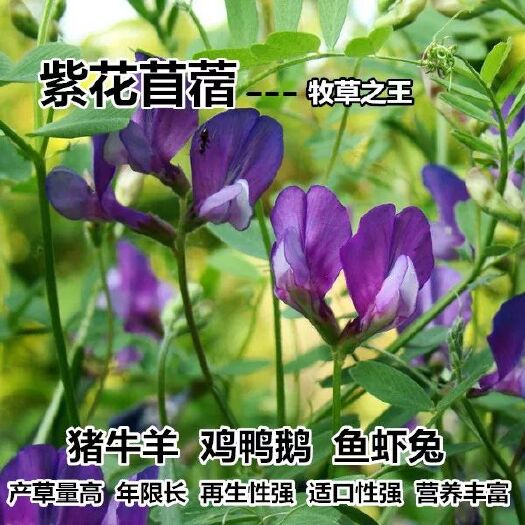 嘉祥县紫花苜蓿种子 