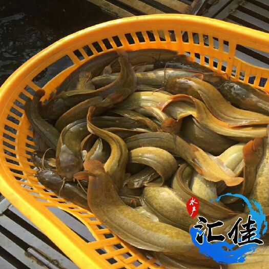 广州本地塘鲺 