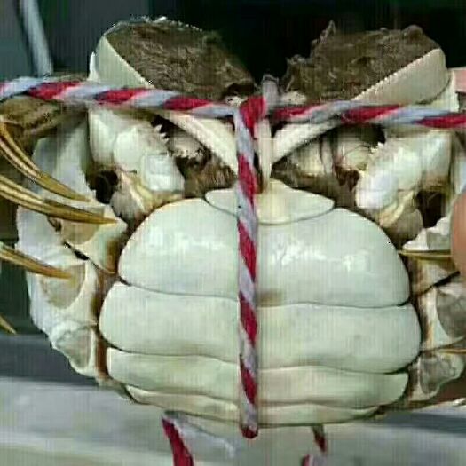 兴化市兴化大闸蟹 母蟹 3.5-4.0两 