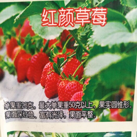 泰安 优质草莓苗～红颜