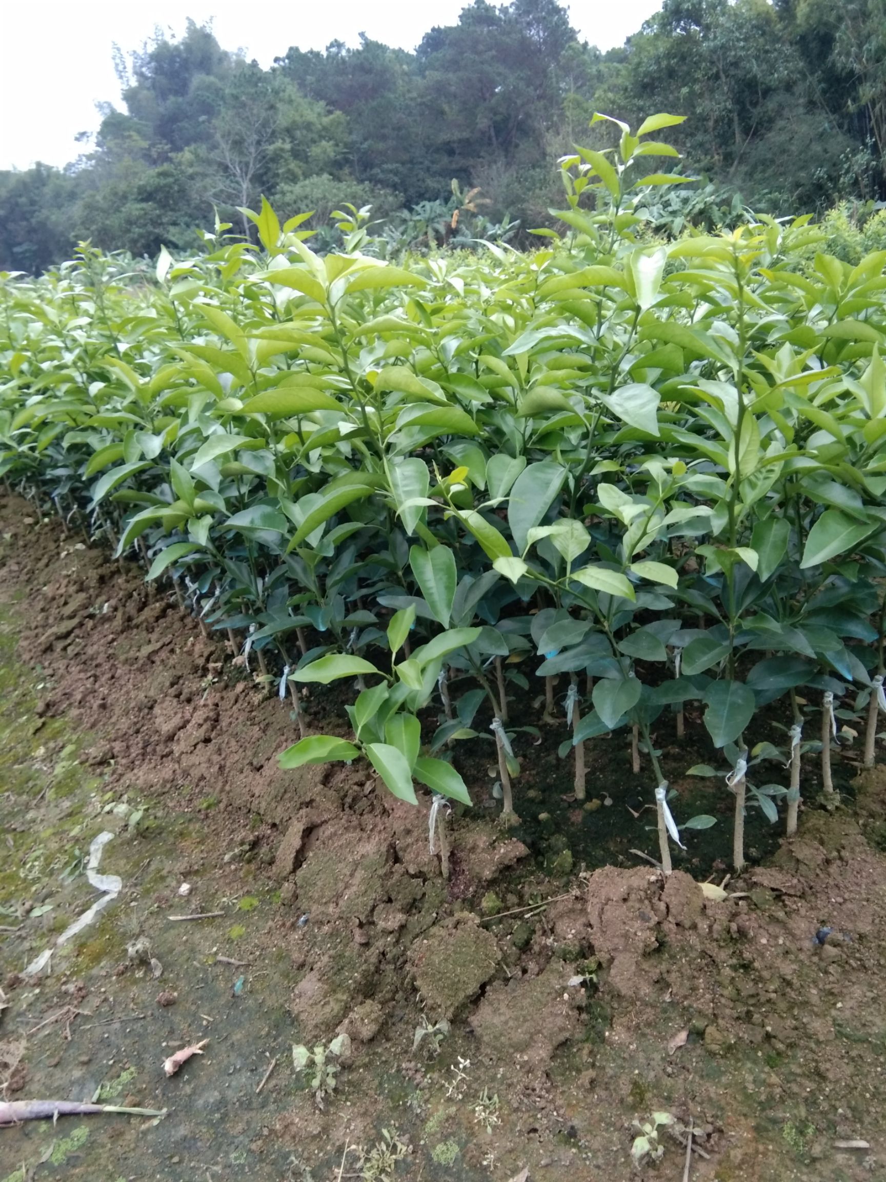 砂糖橘苗  0.2~0.35米 嫁接苗 