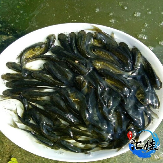 广州缩骨鳙鱼苗 