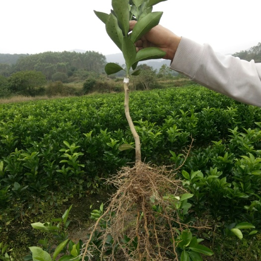 钦州红江橙苗 嫁接苗 0.5米以下 