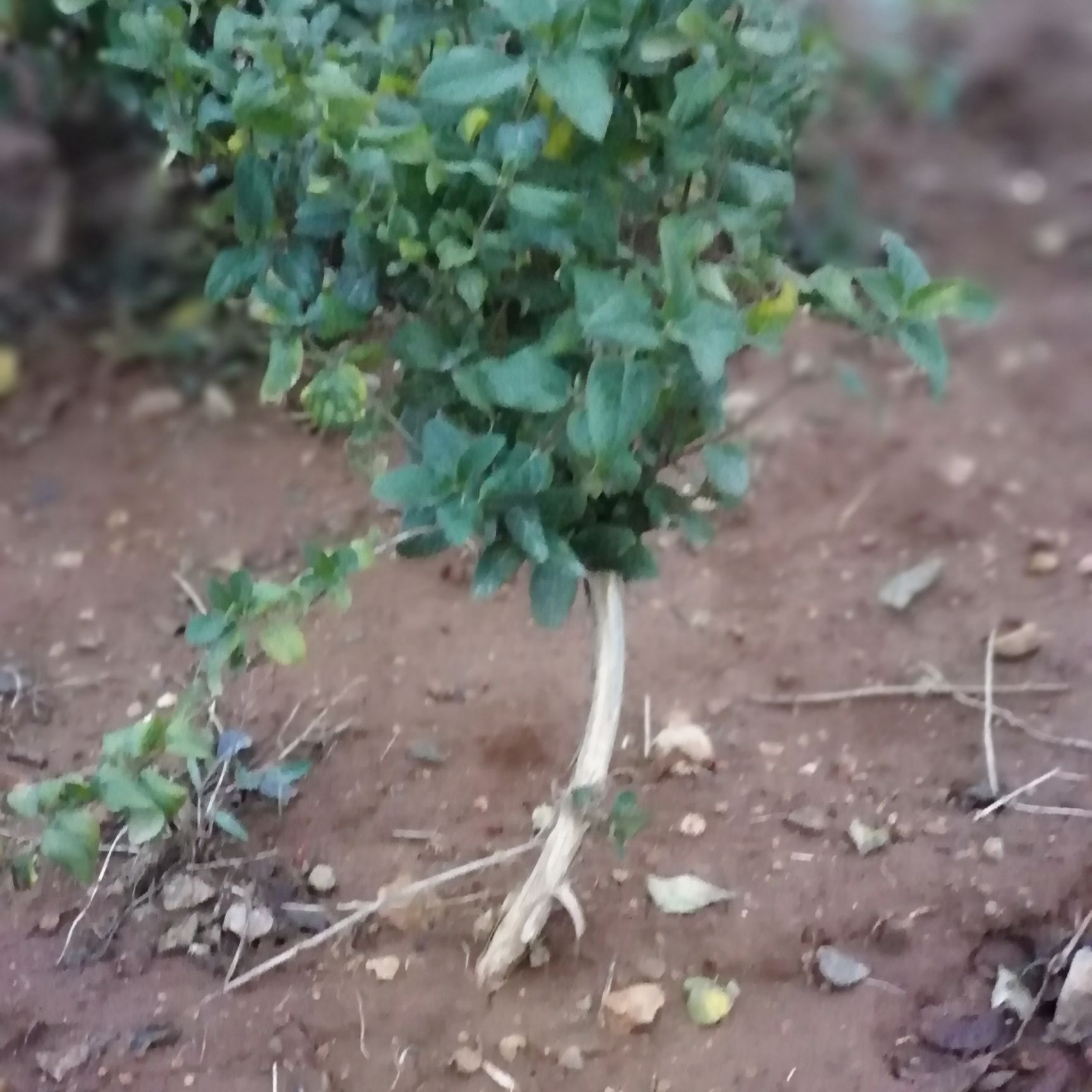 四季金银花苗 四季金银花产量高花蕾大花期长48小时之内发货部分地区保邮