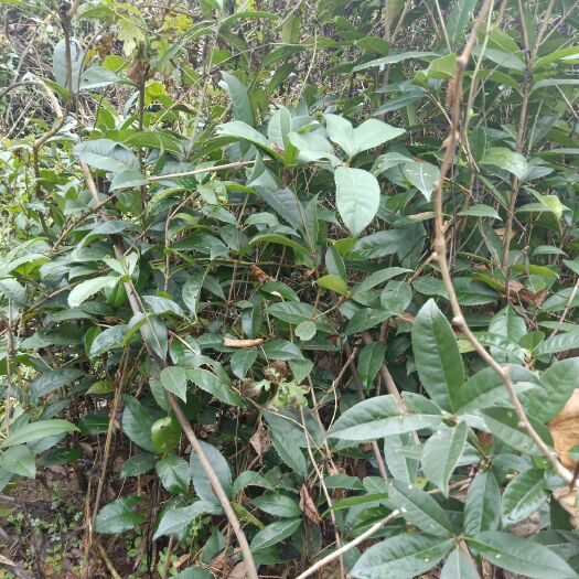 纳雍县桂花树苗 八月桂，喜欢的速度联系