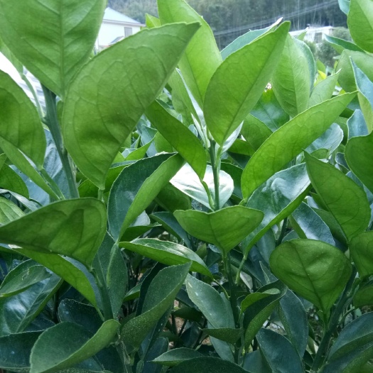 吉安纽荷尔脐橙苗 嫁接苗 0.5~1米 