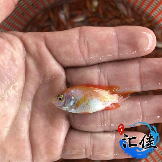 广州彩虹鲷 