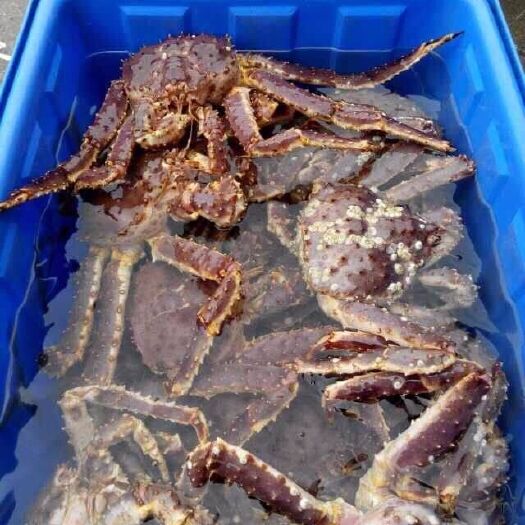 连云港帝王蟹 统货 40两 