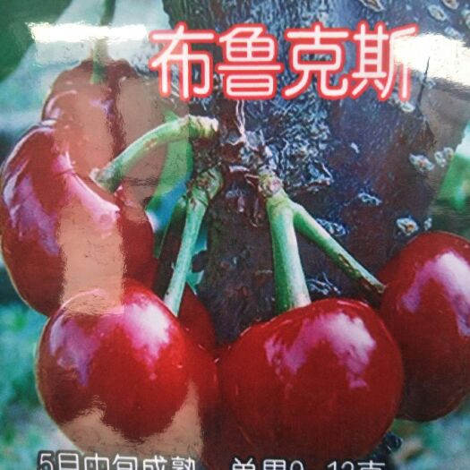 泰安布鲁克斯樱桃树苗 
