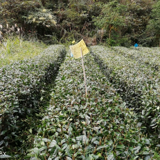 雷山县茶园 无公害、绿色出租（可全程代为管理，产出茶叶产品归租客所有）