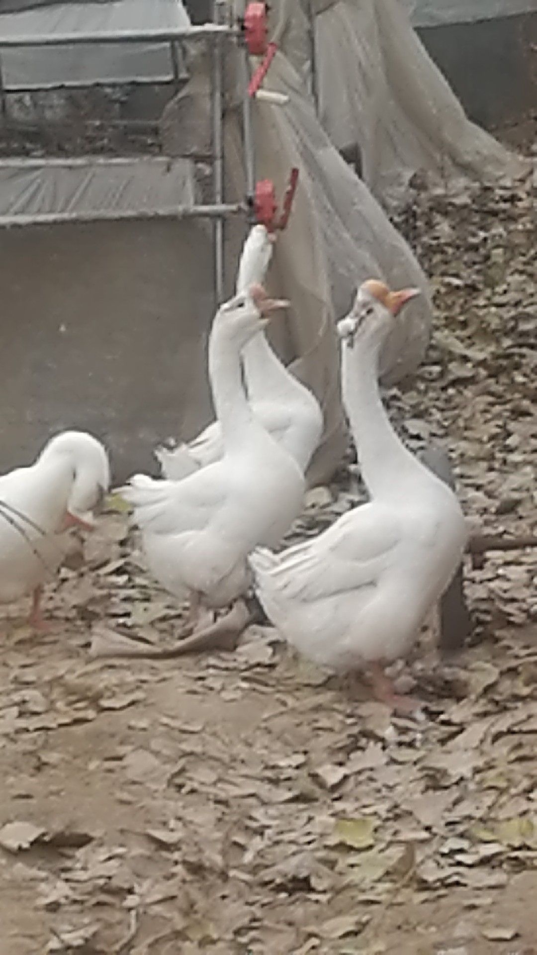 三花杂交鹅苗 