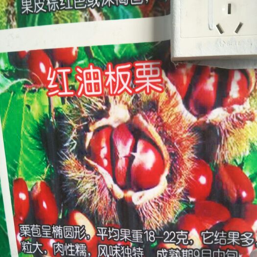 泰安油栗苗 嫁接苗 0.5~1米 