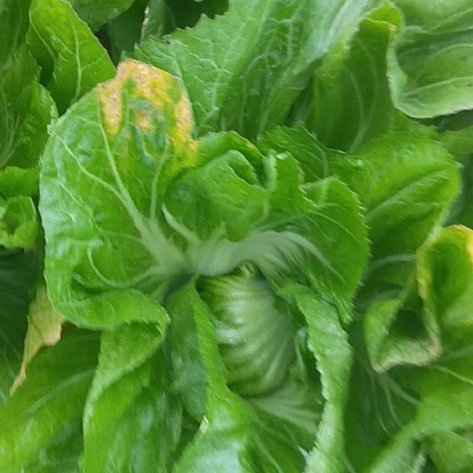 贺州包心芥菜 