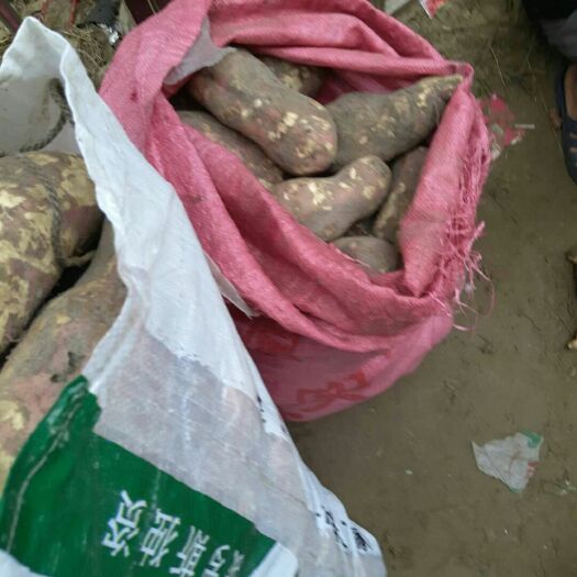 雷州市白心红薯  红皮 2.5两以上