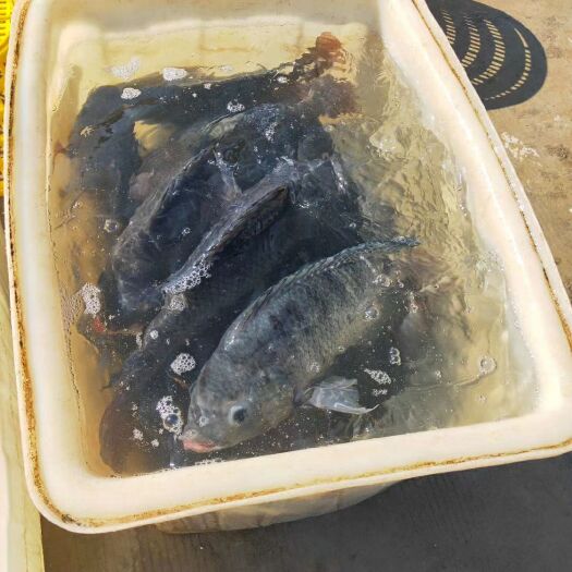 肇庆脆肉罗非鱼 