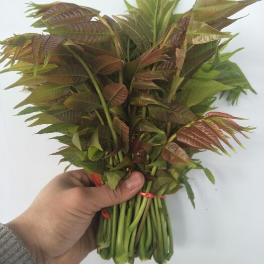 泰安 新鲜香椿芽 基地直销 现摘现卖 新鲜 口感好 价格优