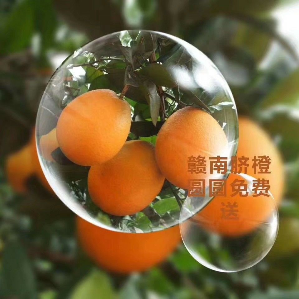 江西特产 55 - 60mm 4-8两 