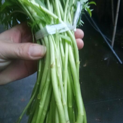 都昌县白藜蒿 30~35cm 