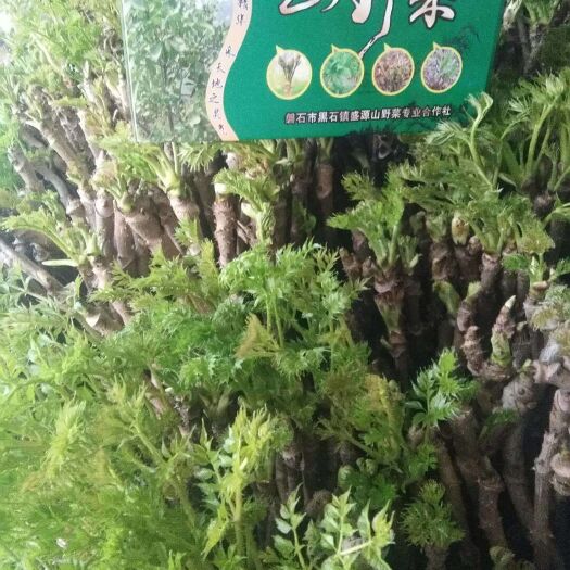 磐石市野芹菜  各种山货质量保证: