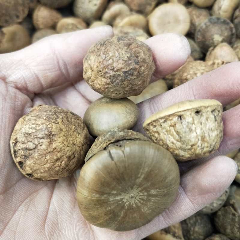 风流果 18-24个月