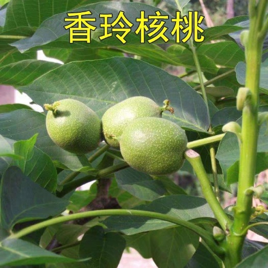 平邑县香玲核桃苗 