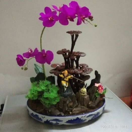 竹溪县观赏灵芝