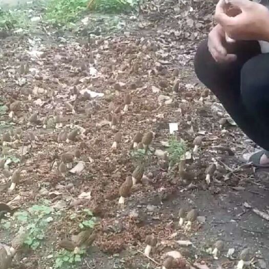 丹巴县羊肚菌菌种 