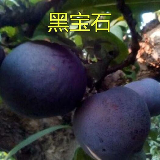 平邑县黑宝石李子苗 