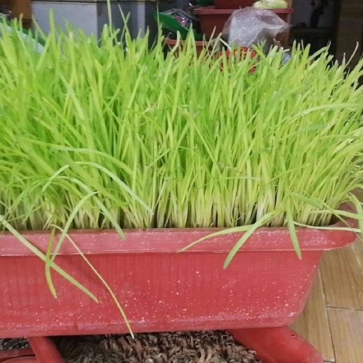 南宫市黄韭 头茬 20~30cm 