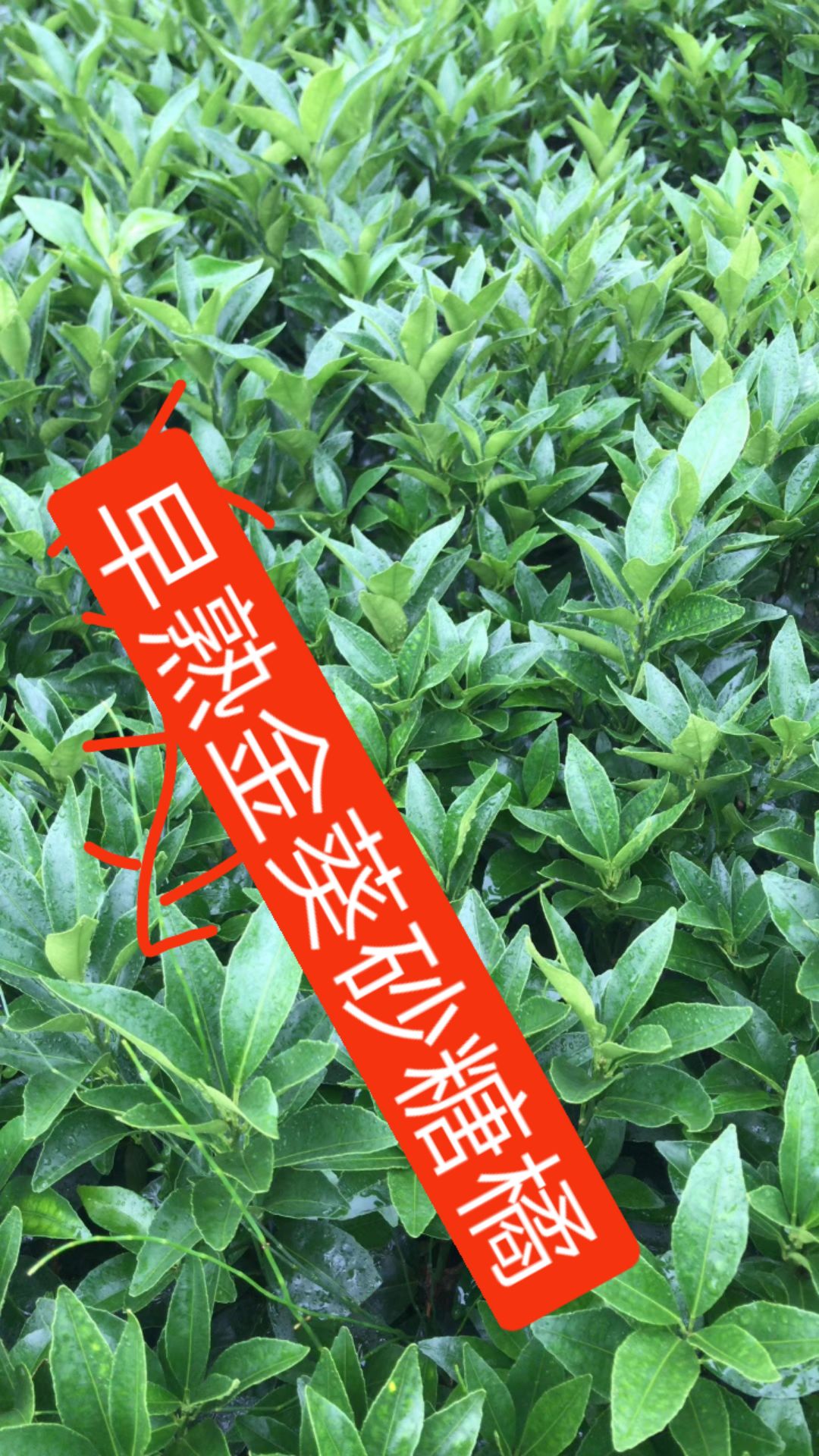 沙糖桔苗 要想致富，走金葵路，早熟品种，提钱也早