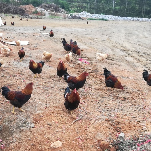 博罗县生态园林  亲子农场招募合伙人，平安服务区旁