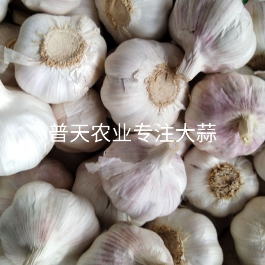 嘉祥县金乡大蒜 混级统货 多瓣蒜