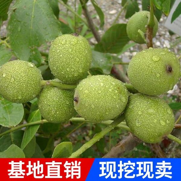 香玲核桃苗 