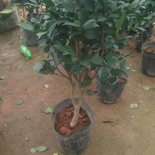 嘉祥县茶花苗  香妃 六角大红 鸳鸯