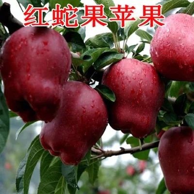 平邑县蛇果苹果苗 1~1.5米 