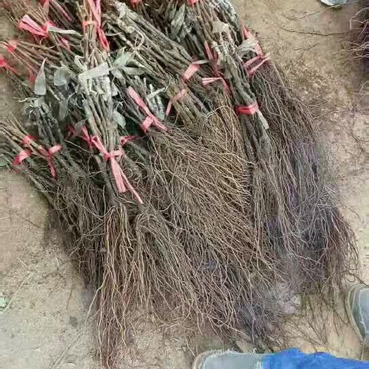平邑县玫瑰香葡萄苗 