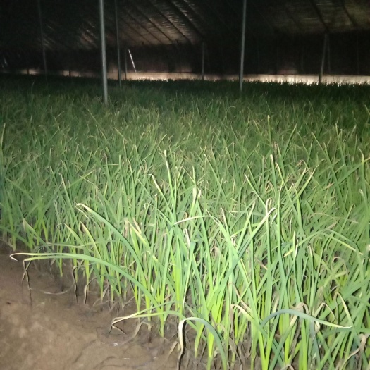 东平县白根蒜苗 45 - 50cm 