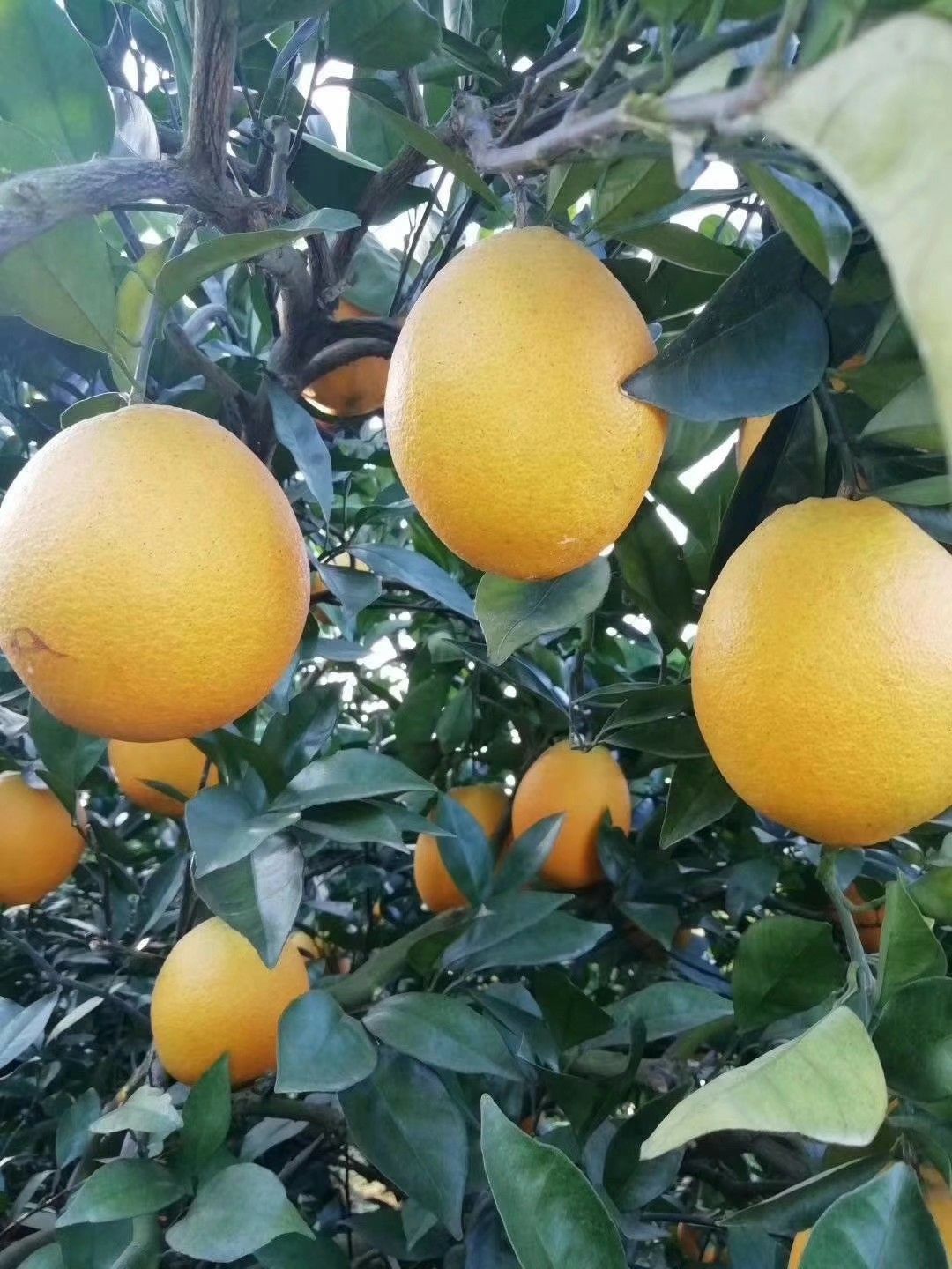 江西特产 55 - 60mm 4-8两 