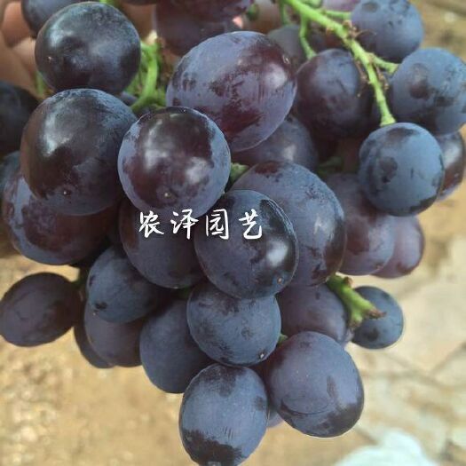 大粒玫瑰香葡萄苗早熟葡萄苗大棚葡萄苗批发基地保证纯度和成活率