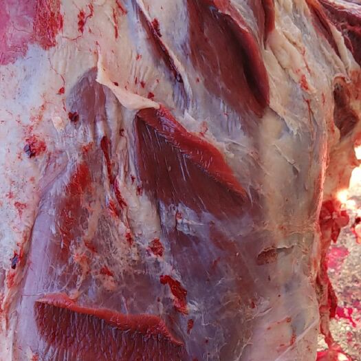 牛肉类 生肉